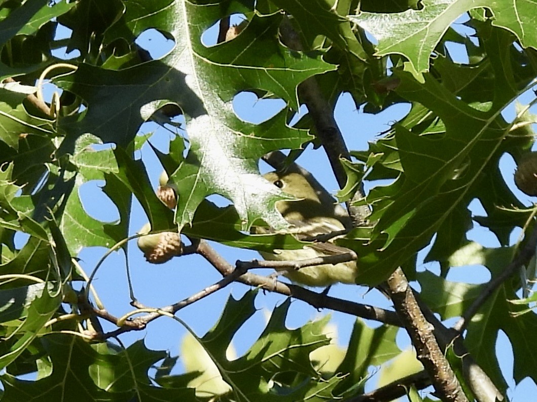Yellow-bellied Flycatcher - ML641146776