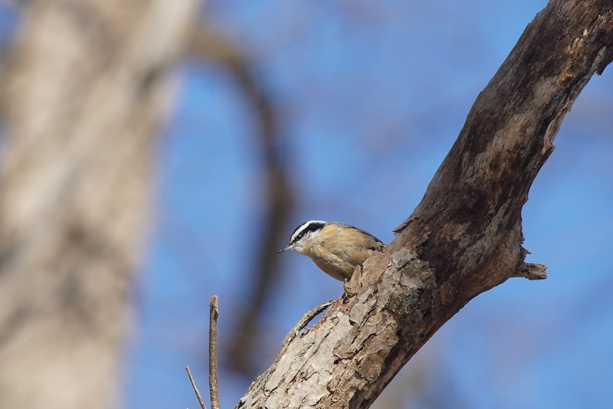 Red-breasted Nuthatch - ML641146784