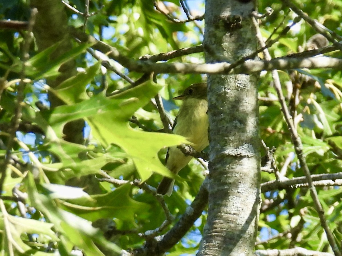 Yellow-bellied Flycatcher - ML641146804