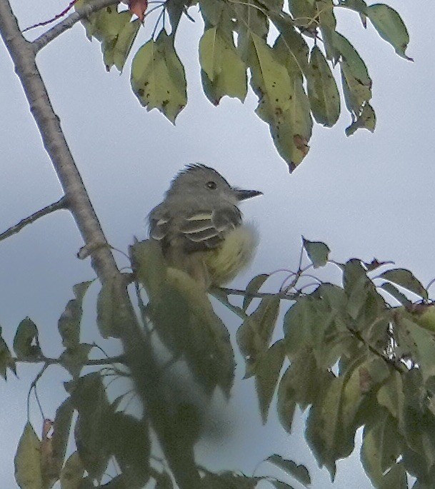 Great Crested Flycatcher - ML641146814
