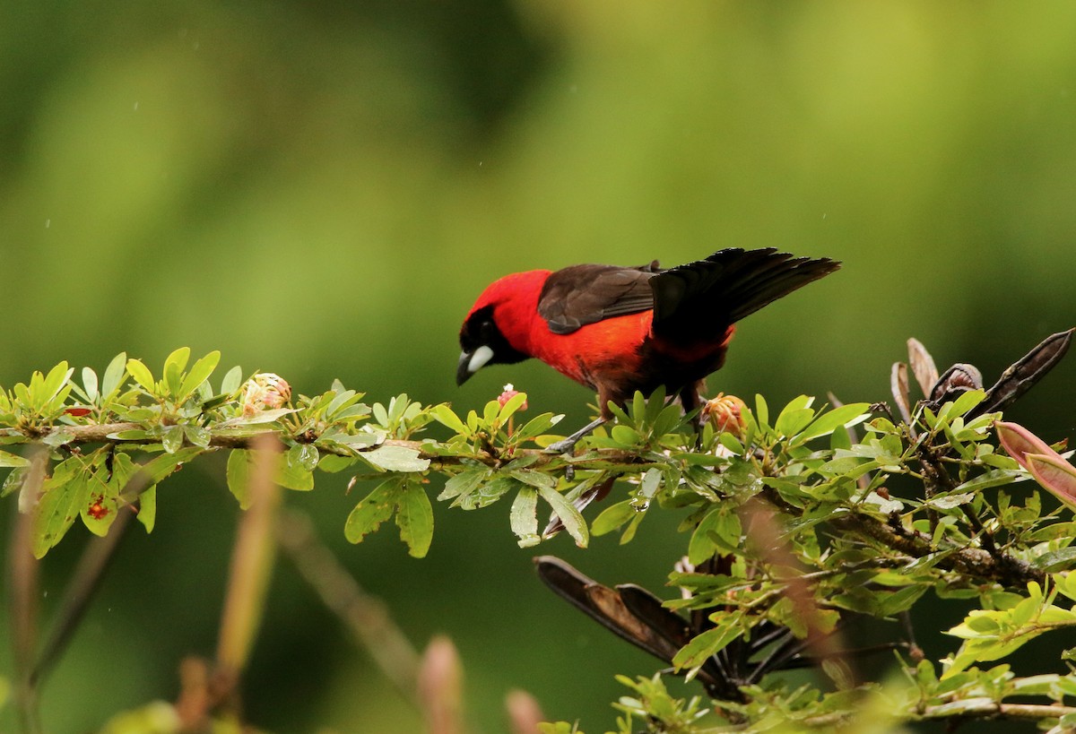 Masked Crimson Tanager - ML641146831