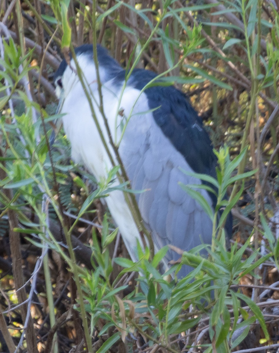 ゴイサギ - ML641146866