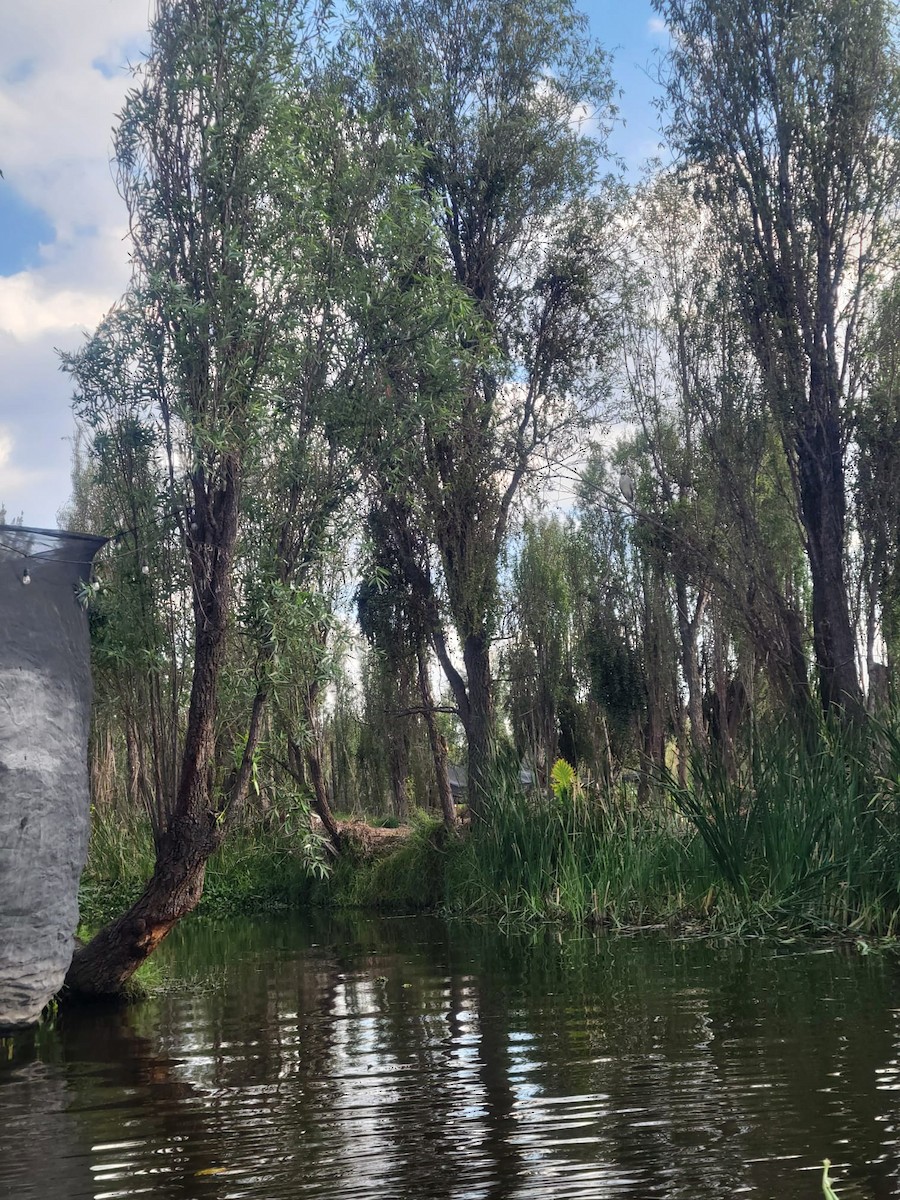 Black-crowned Night Heron - ML641146882