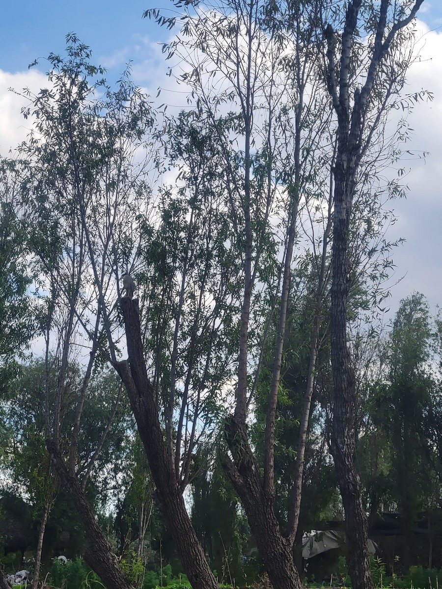 Black-crowned Night Heron - ML641146883