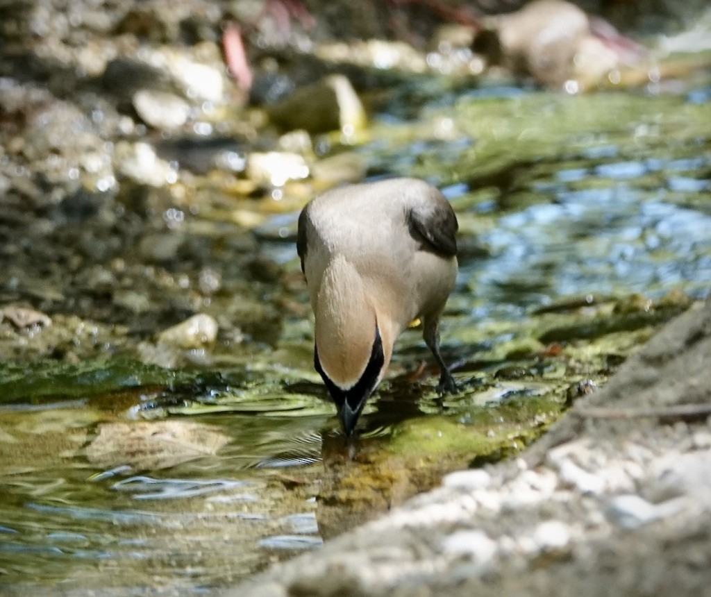 einersidensvans - ML641146891