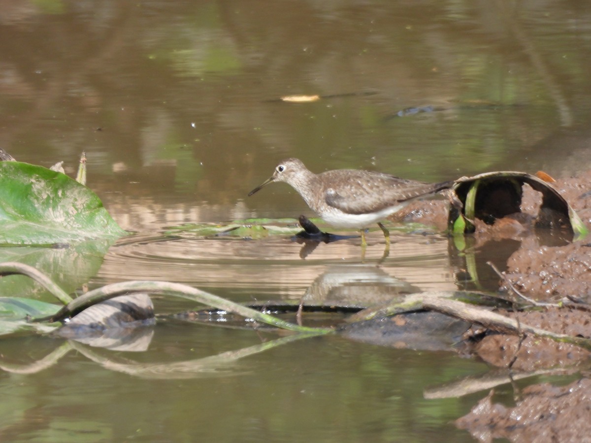 Solitary Sandpiper - ML641146896