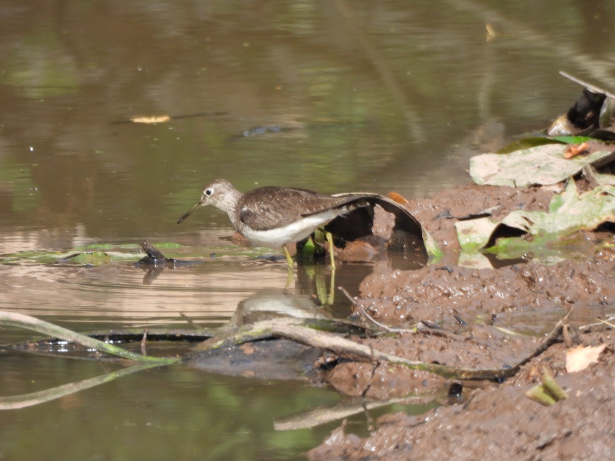 Solitary Sandpiper - ML641146897