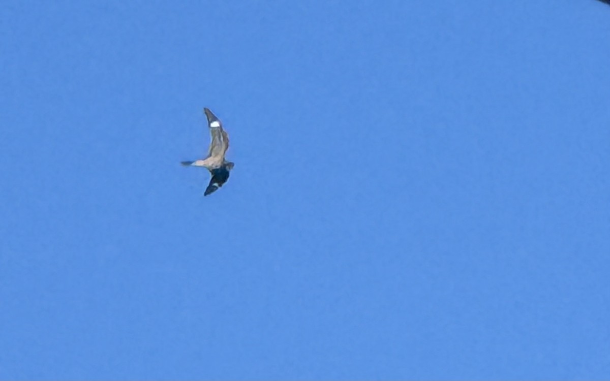 Common Nighthawk - ML641146911