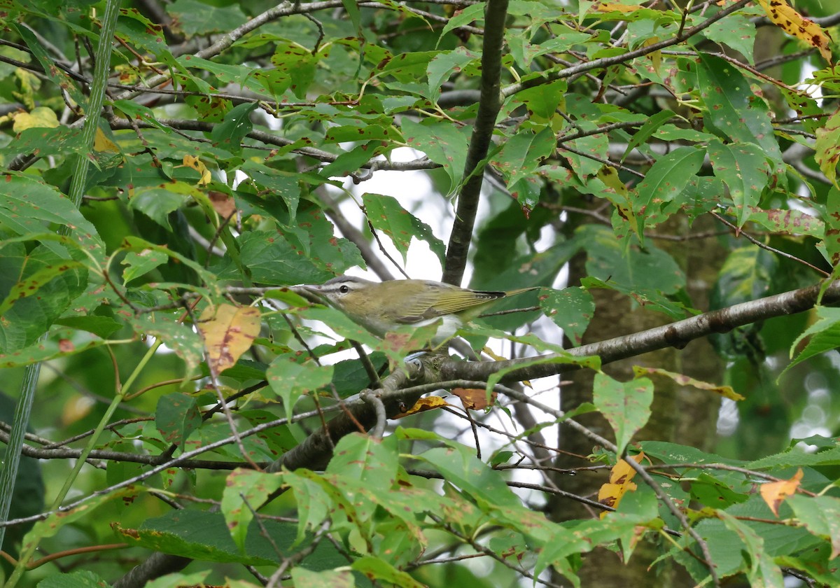 Red-eyed Vireo - ML641146946