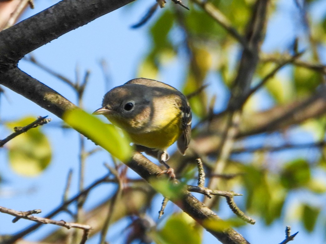 Magnolia Warbler - ML641146947