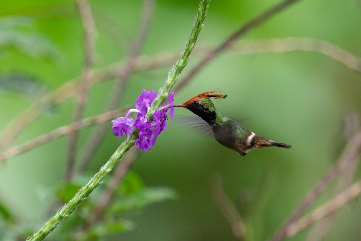 Rufous-crested Coquette - ML641146951