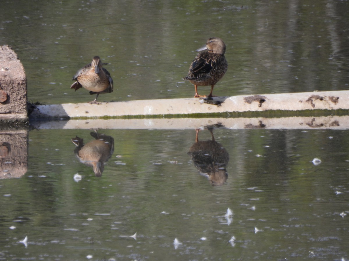 Green-winged Teal - ML641146956