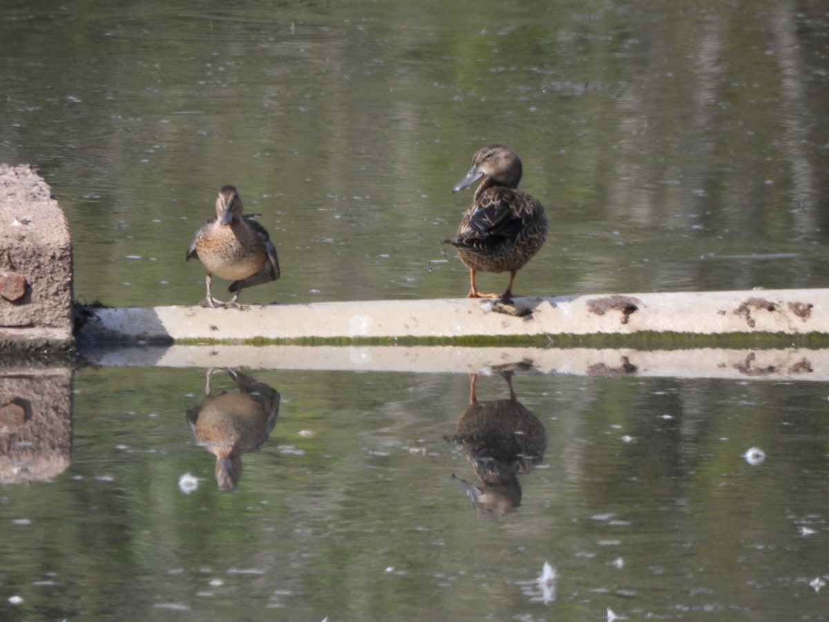 Green-winged Teal - ML641146957