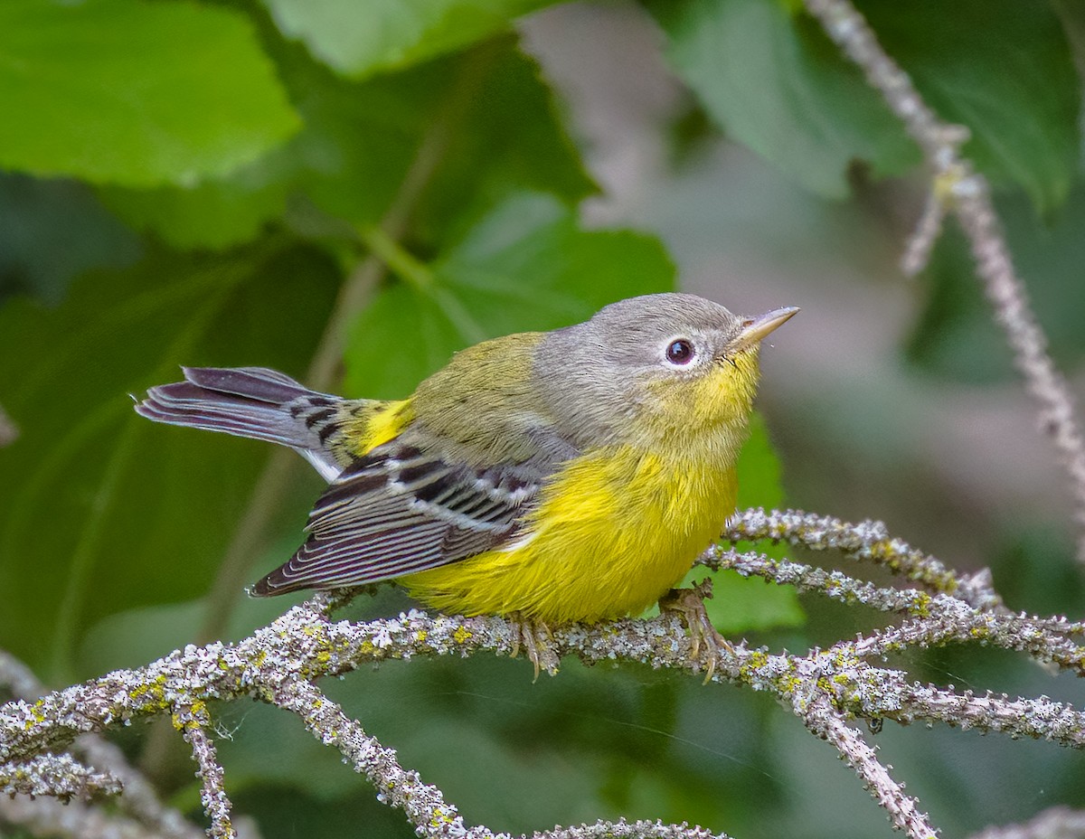 Magnolia Warbler - ML641146959