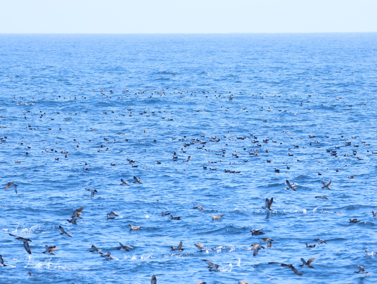 Black-vented Shearwater - ML641146987