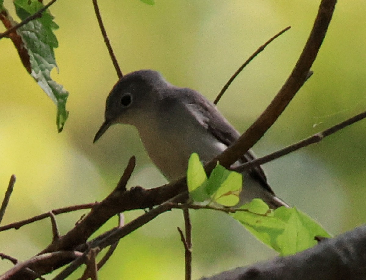 Blue-gray Gnatcatcher - ML641147002