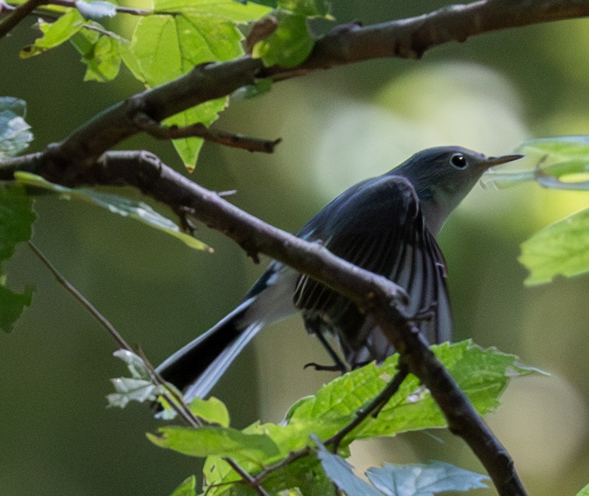 Blue-gray Gnatcatcher - ML641147004
