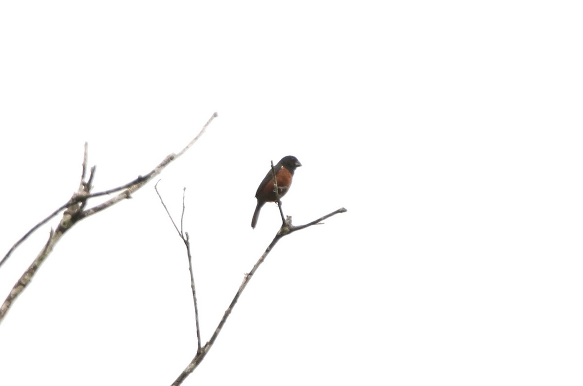 Chestnut-bellied Seed-Finch - ML641147006