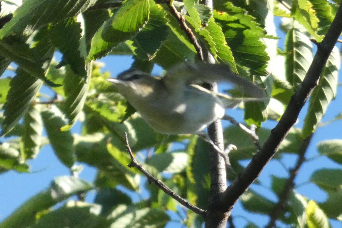 Red-eyed Vireo - ML641147016