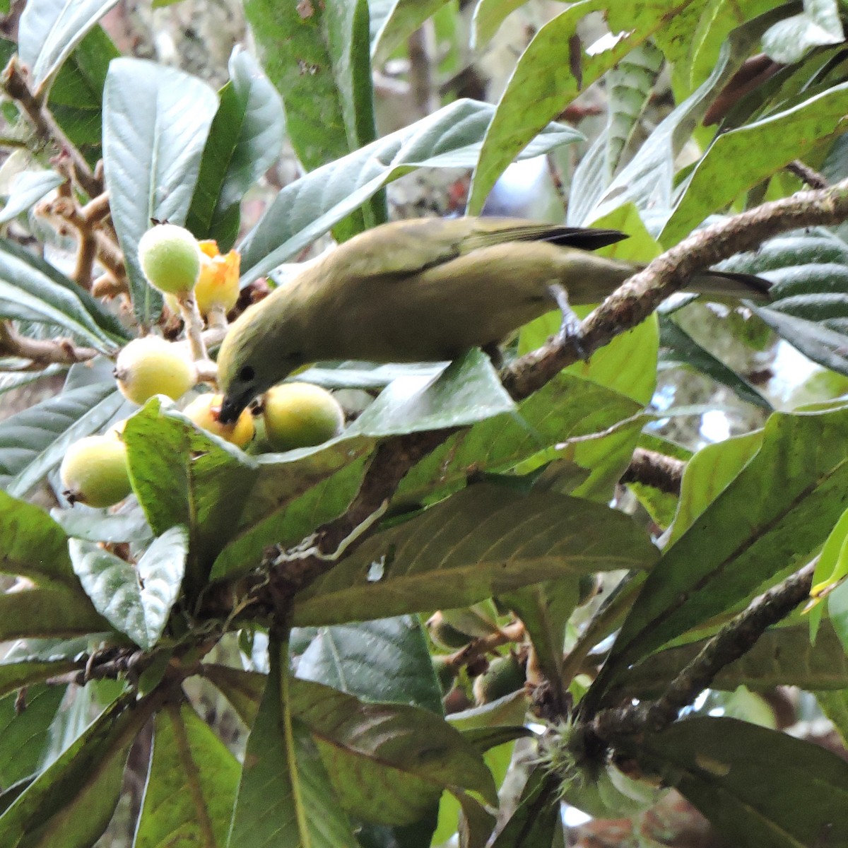 Palm Tanager - ML641147019