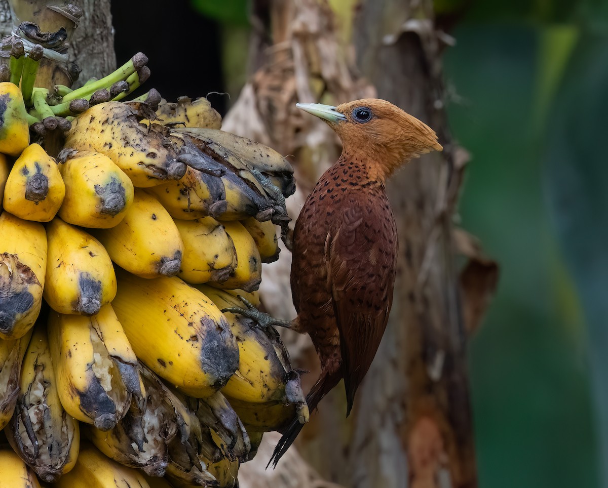 Chestnut-colored Woodpecker - ML641147020