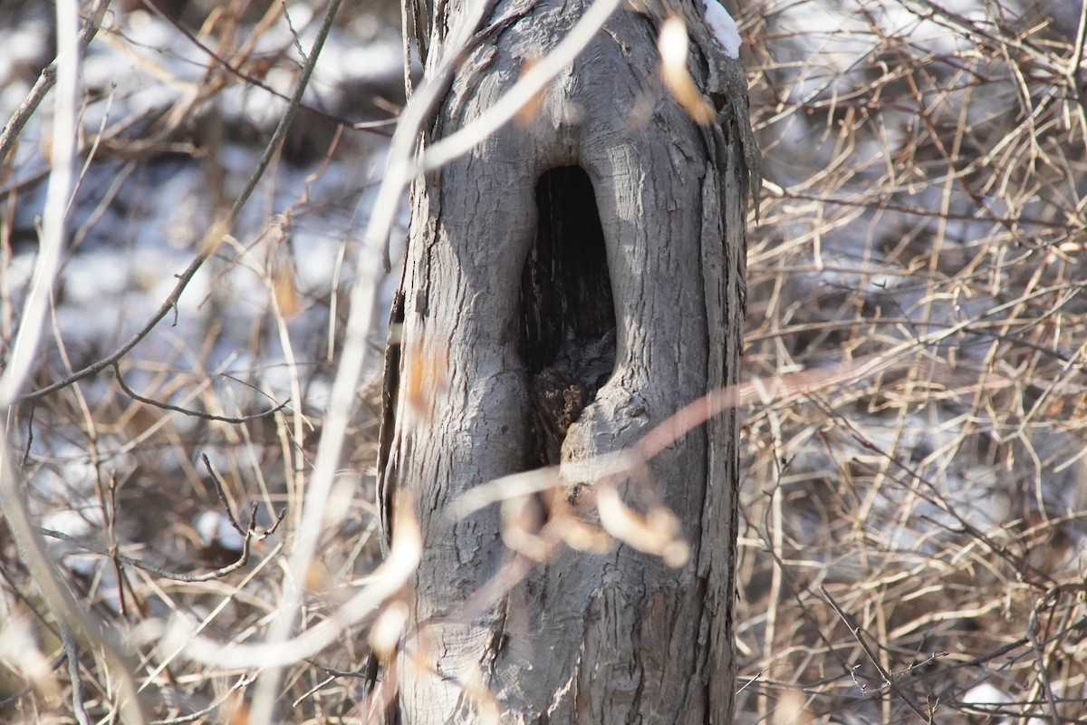 Eastern Screech-Owl - ML641147026