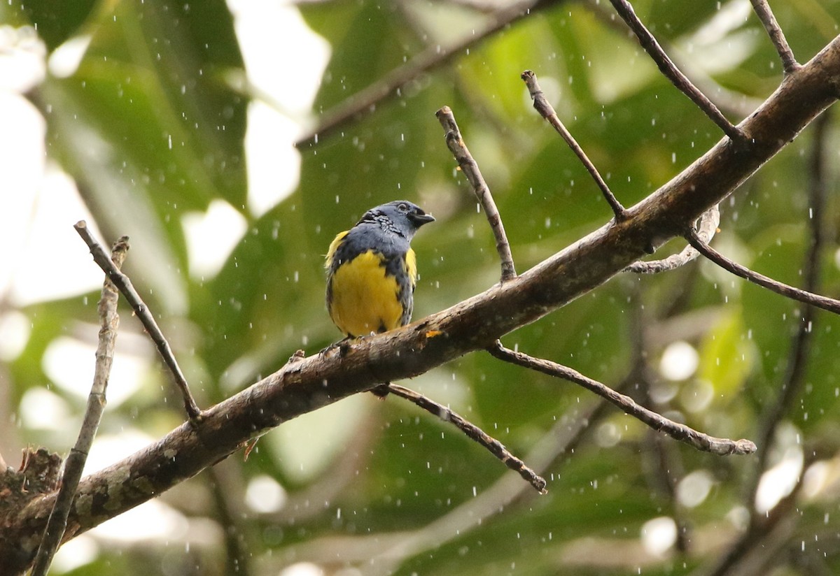 Turquoise Tanager - ML641147034
