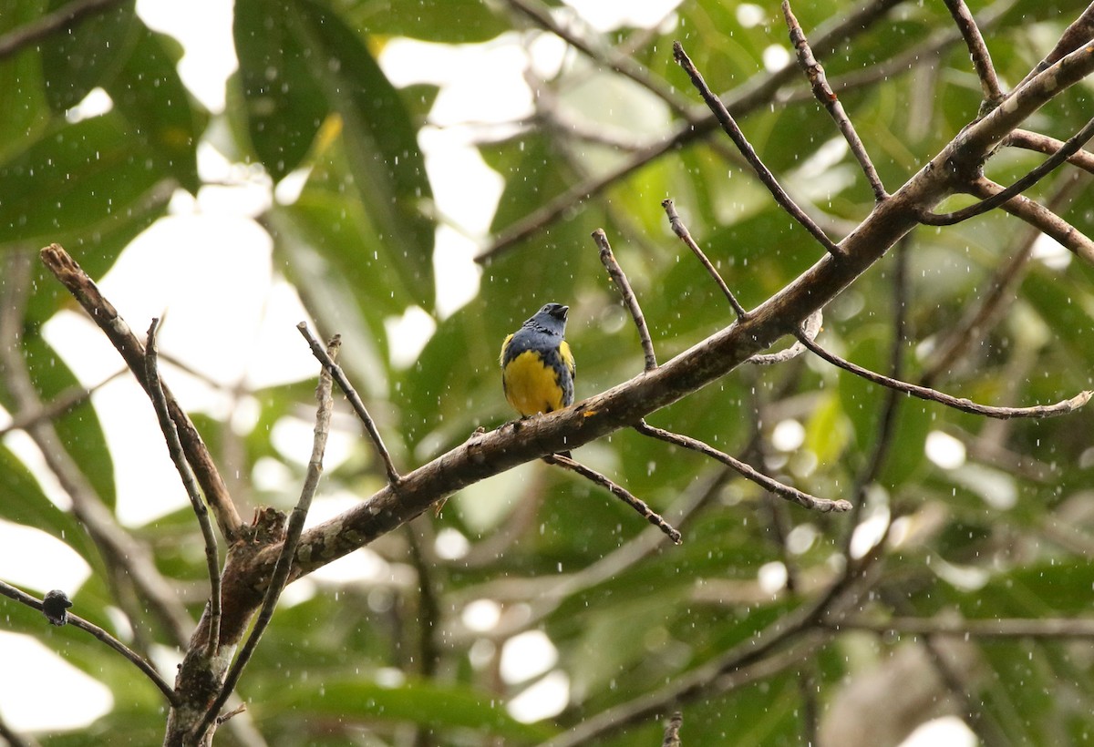 Turquoise Tanager - ML641147037