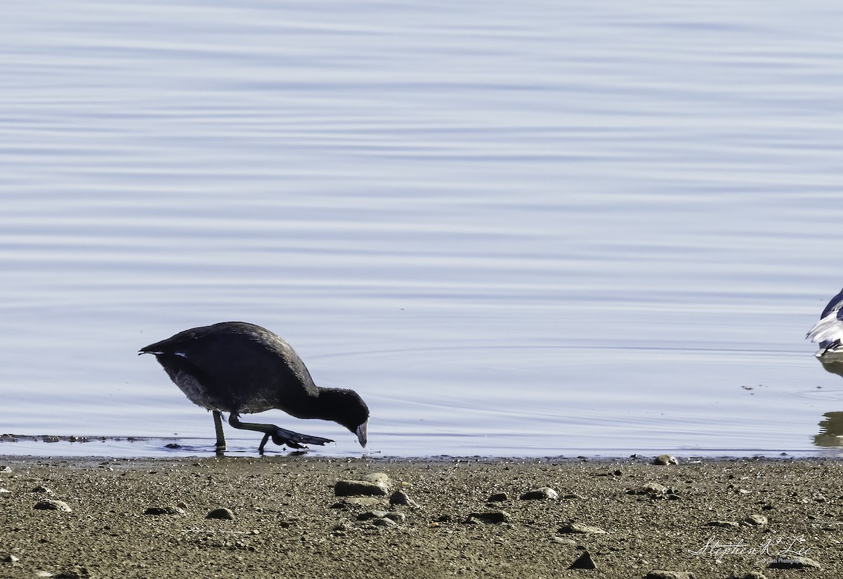 American Coot - ML641147054