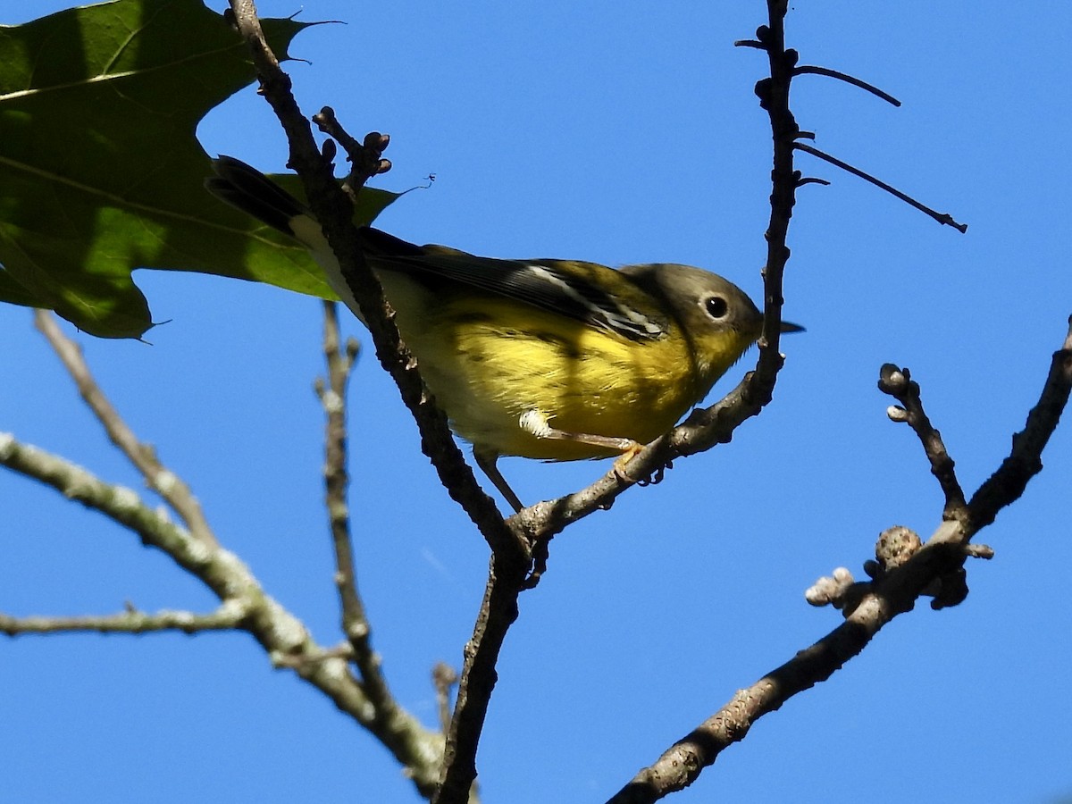 Magnolia Warbler - ML641147062