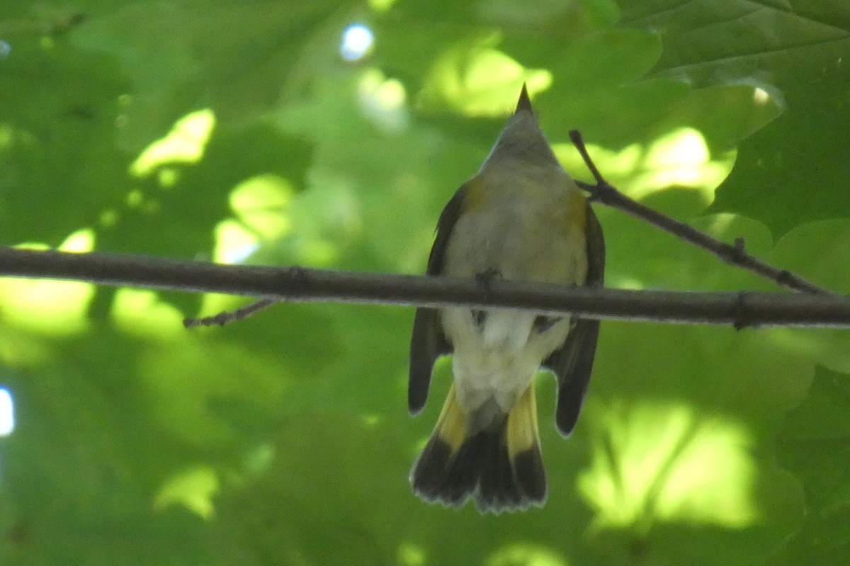 American Redstart - ML641147064