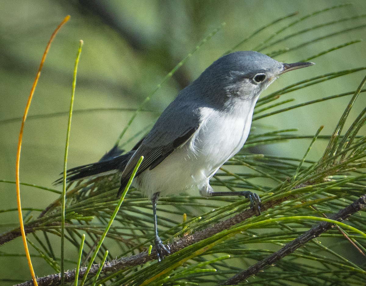 Blue-gray Gnatcatcher - ML641147067