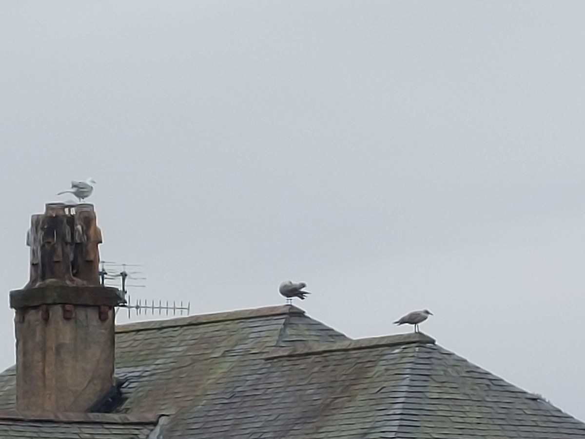 European Herring Gull - ML641147092