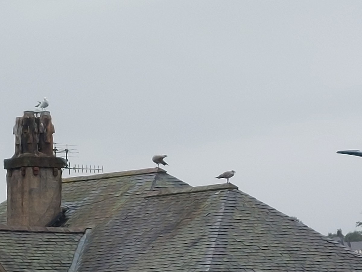 European Herring Gull - ML641147094