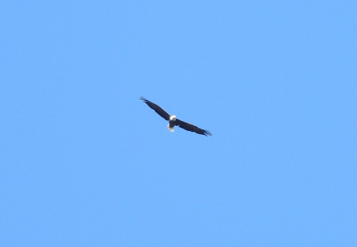 Bald Eagle - ML641147098