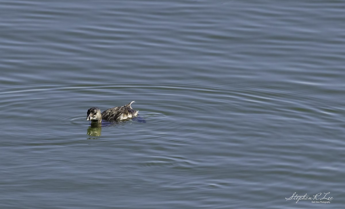 Pied-billed Grebe - ML641147133