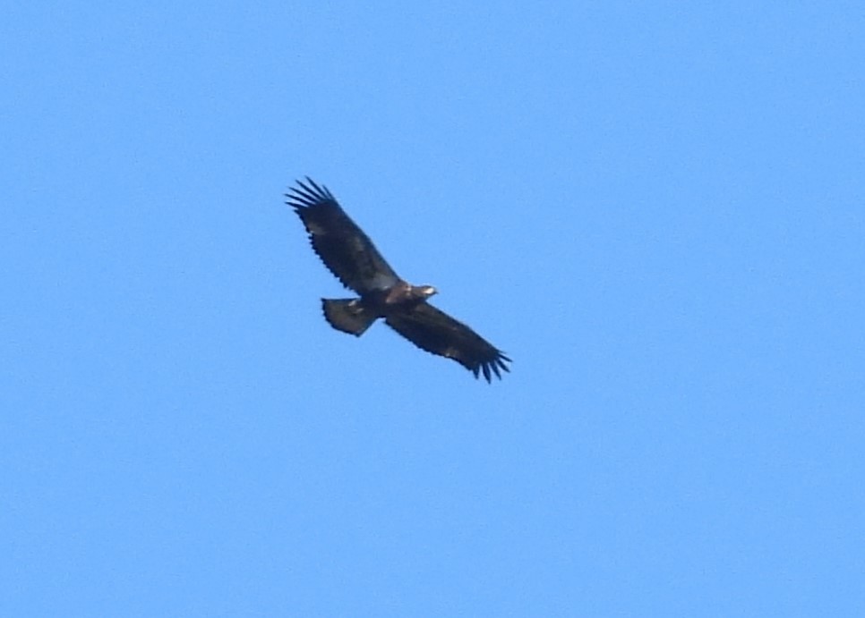 Bald Eagle - ML641147136