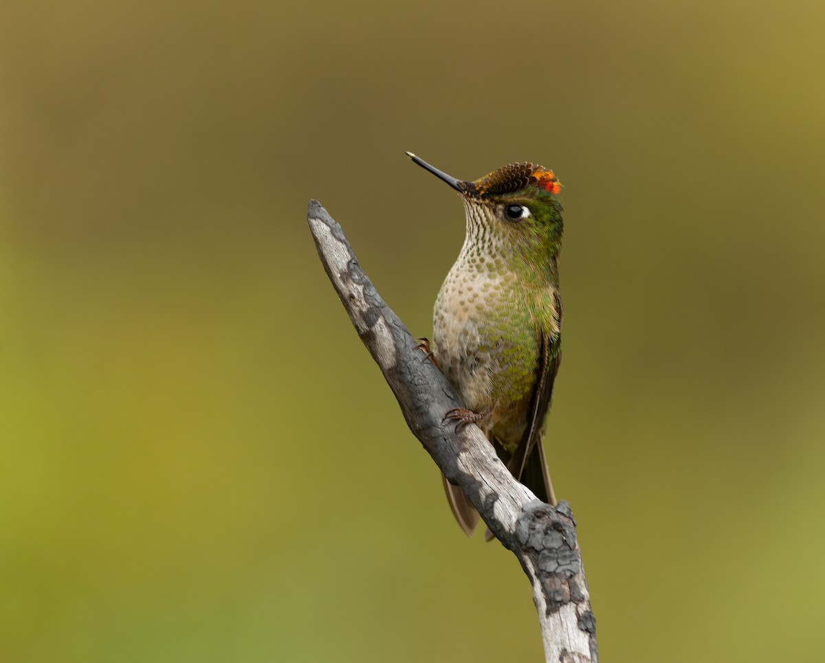 Colibrí Austral - ML641147143
