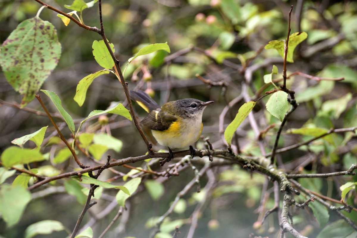 American Redstart - ML641147144