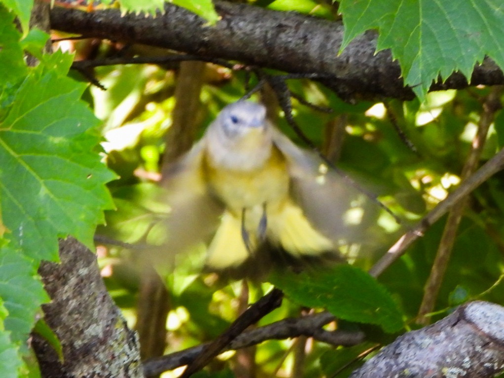 American Redstart - ML641147145