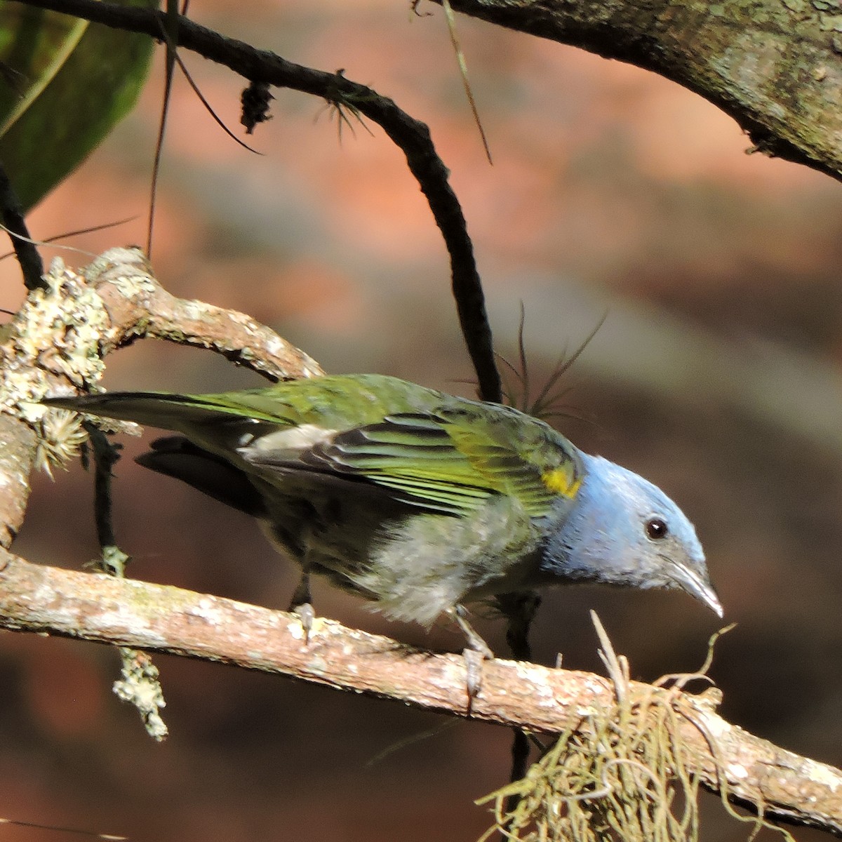 Golden-chevroned Tanager - ML641147156