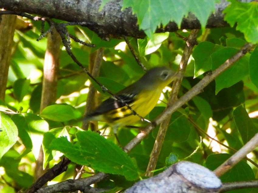 Magnolia Warbler - ML641147164