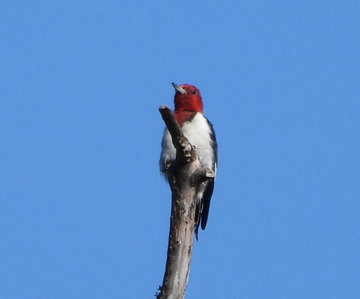 Red-headed Woodpecker - ML641147167