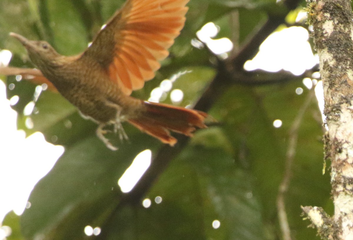 Black-banded Woodcreeper (Black-banded) - ML641147168
