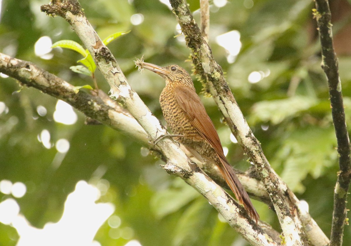 Black-banded Woodcreeper (Black-banded) - ML641147169