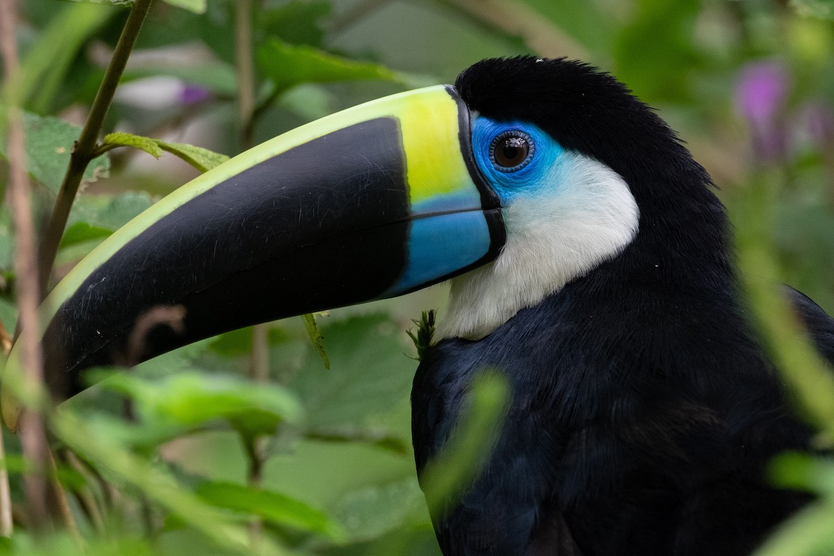 White-throated Toucan - ML641147177