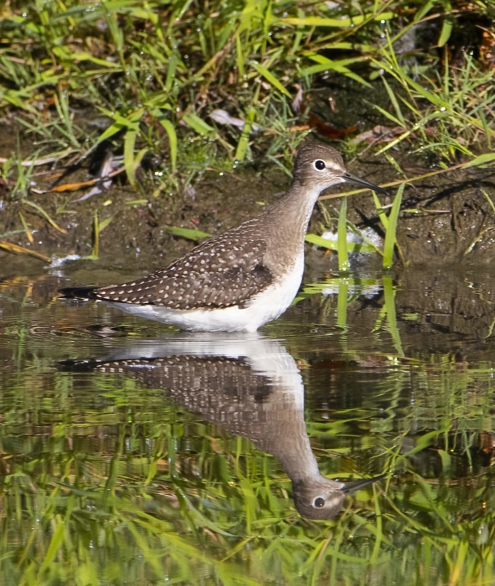 Solitary Sandpiper - ML641147249