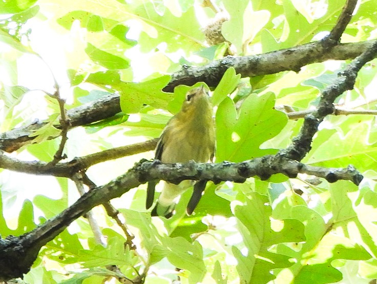 svarthetteparula - ML641147251