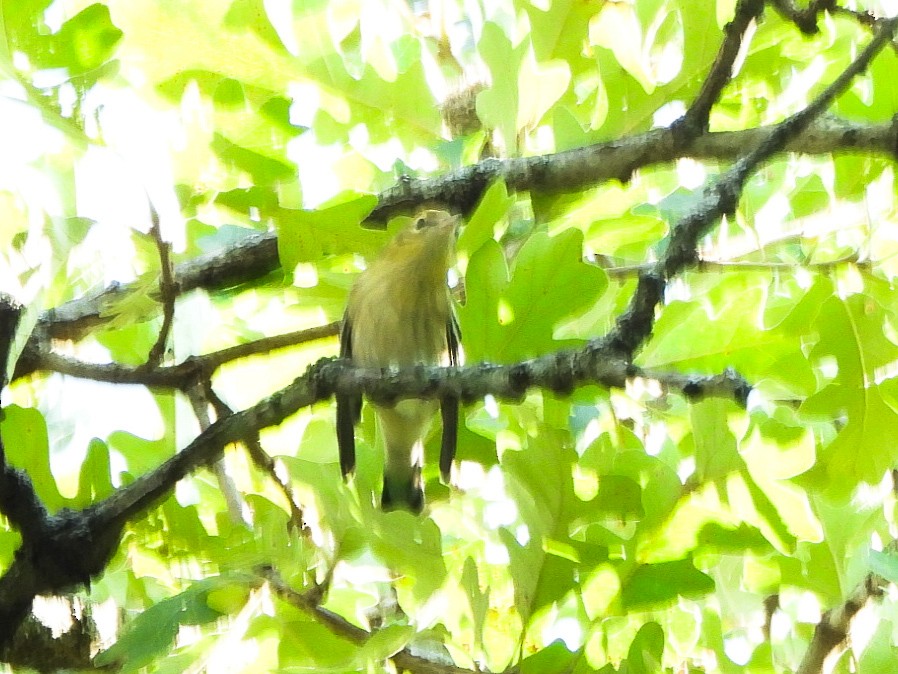 svarthetteparula - ML641147253