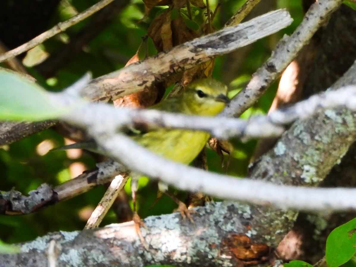 svarthetteparula - ML641147254